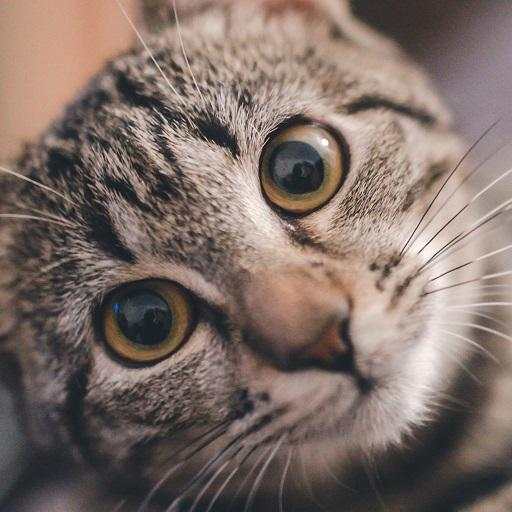 Funny Cats Cat sounds 2.21