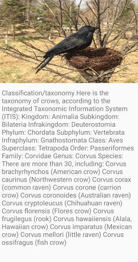 Crow Bird Fact screenshot 6