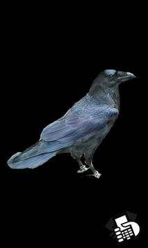 Birds Sounds screenshot 6