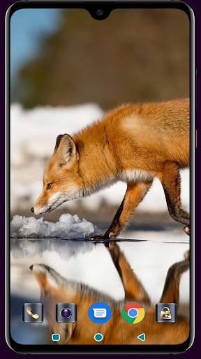 Fox Wallpaper 4K Latest screenshot 9