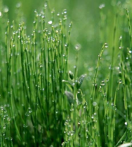 Spring Wallpapers HD screenshot 4