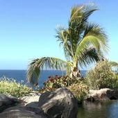 Palm tree at the seaside icon