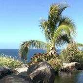 Palm tree at the seaside 1.4
