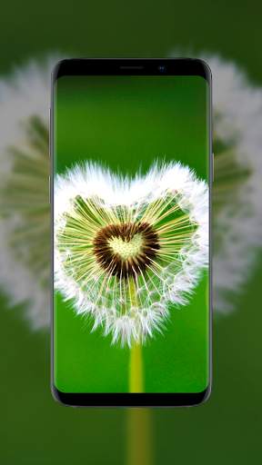Flower Wallpapers in HD, 4K screenshot 7