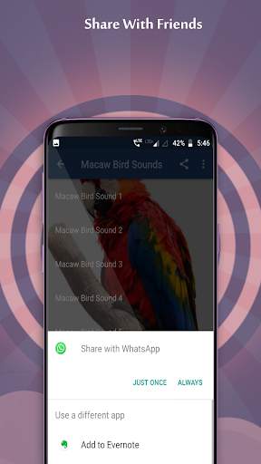 Macaw Bird Sounds screenshot 5