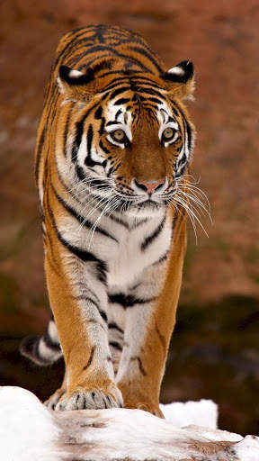 Tiger Wallpapers 4K screenshot 5