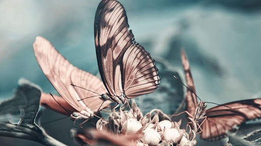 Butterfly Wallpapers HD & 4k Backgrounds screenshot 22