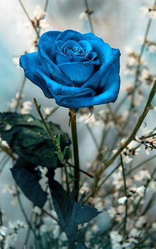 Blue Rose Live Wallpaper screenshot 6
