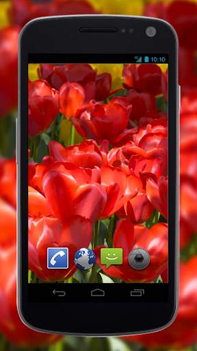 4K Flower Glade Video Live Wallpapers screenshot 3
