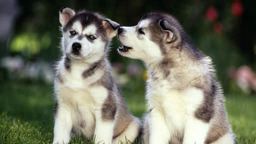 Siberian Husky Wallpapers : backgrounds hd screenshot 9