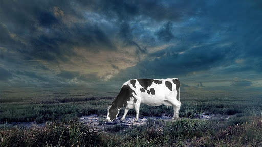 Raw Milk Calculations screenshot 4