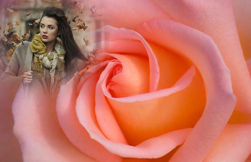 Macro Rose Photo Frame скриншот 5