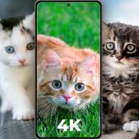 Cat Wallpapers 4K/HD, CatWalpy