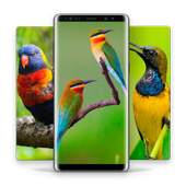 HD Best Birds Wallpaper 4K - Mobile Themes 1.0