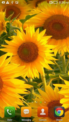Sunflowers HD Live Wallpaper screenshot 1