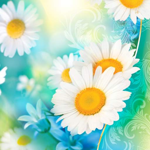 Daisies Live Wallpaper 1.0.9