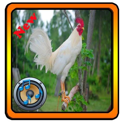 Chicken Ringtones 1.0