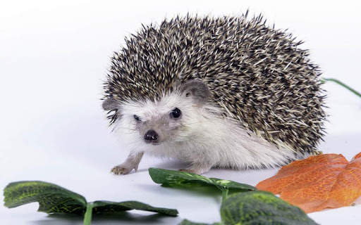 🦔 Hedgehog wallpaper screenshot 3