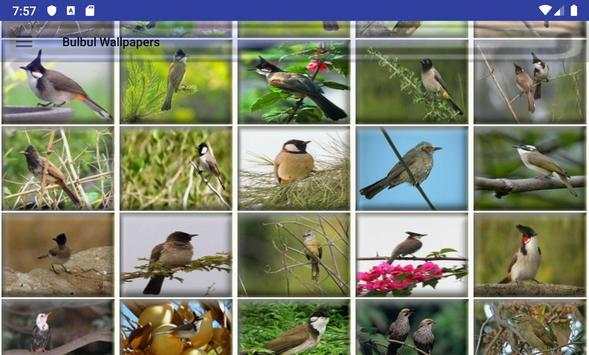 Bulbul Wallpapers screenshot 19