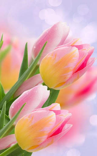 HD Pink Tulips Live Wallpaper screenshot 2