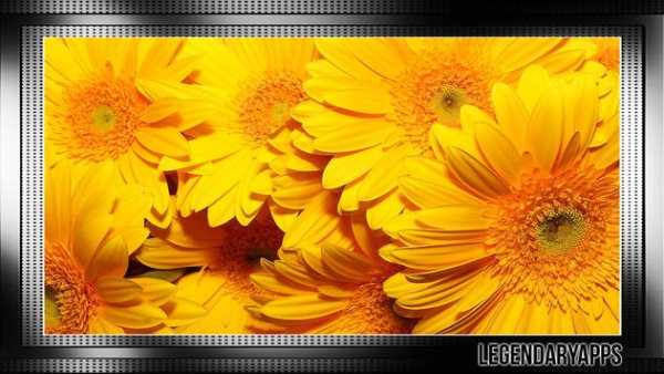 Sunflower Wallpaper screenshot 4