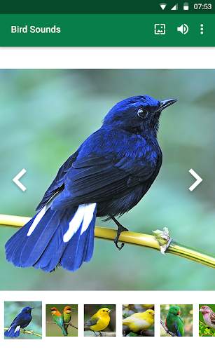 Bird Sounds screenshot 3