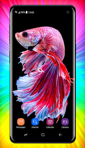 Betta Fish Wallpaper screenshot 5