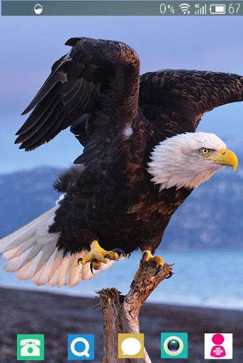 Bald Eagle Wallpaper screenshot 2