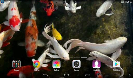Koi Live Wallpaper screenshot 8