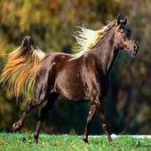 Runing Horse Live Wallpaper 1.1