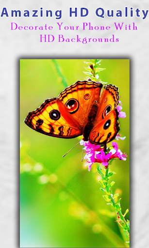 Butterfly Wallpaper HD screenshot 5