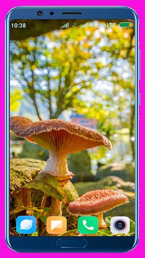 Mushroom HD Wallpaper screenshot 1