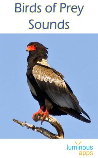 Birds of Prey Sounds Free screenshot 1