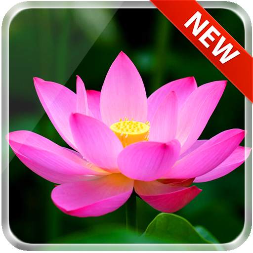Lotus 3D Live Wallpaper 1.0