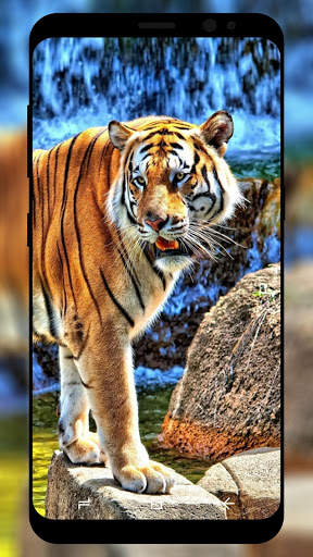 Tiger Wallpaper HD screenshot 4