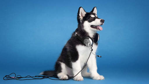 Husky Wallpapers screenshot 2