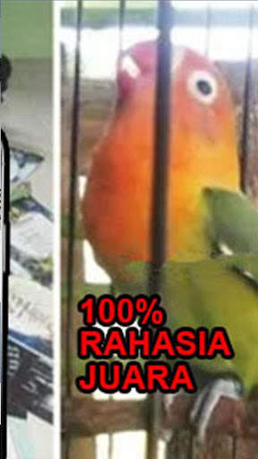 Training Kicau Lovebird Masteran Offline screenshot 4