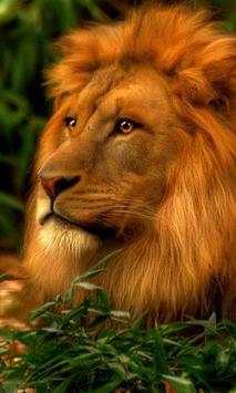Lions Sounds live wallpaper screenshot 2