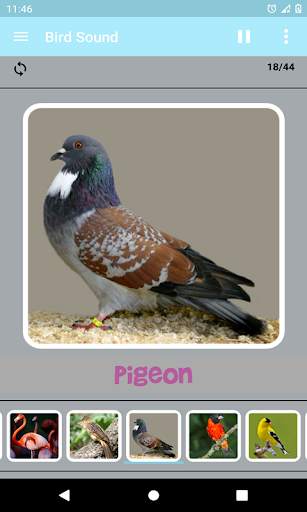 Bird Sound screenshot 4