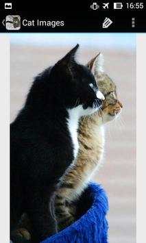 CatBG: Cat Wallpapers screenshot 8