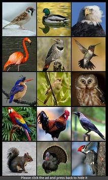 Bird Sounds & Ringtones screenshot 2