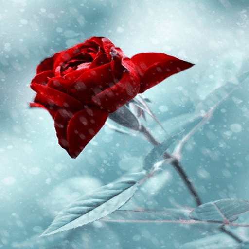 Winter Red Rose LWP icon