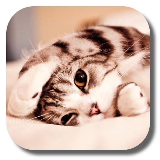 Lazy Cat Live Wallpaper 1.7.0
