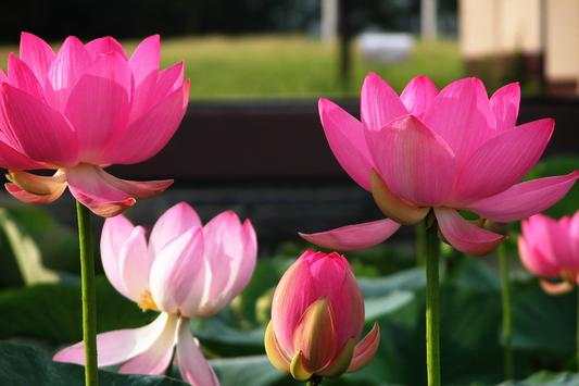 Lotus 3D Live Wallpaper HD screenshot 2