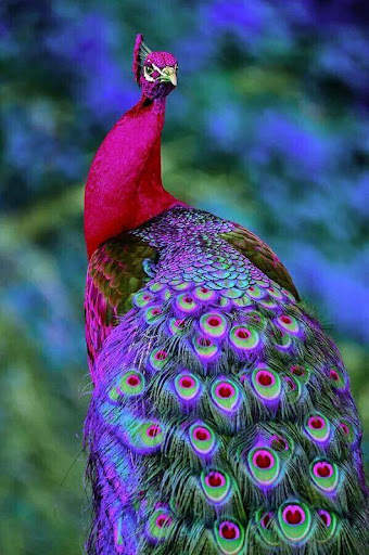 Birds Images App screenshot 5