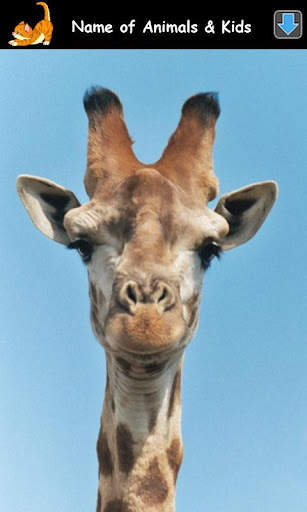 Animal Sounds for Kids Lite screenshot 3