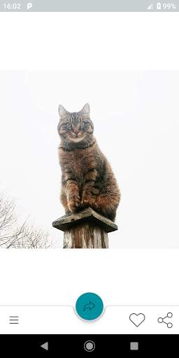 World Of Cats screenshot 1