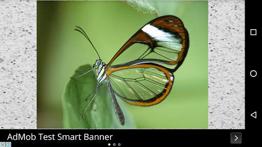 Butterfly Wallpapers screenshot 5