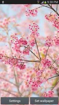 Sakura Live Wallpaper screenshot 2