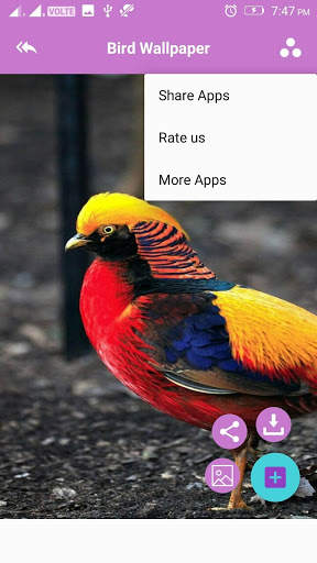 Bird Wallpaper screenshot 4